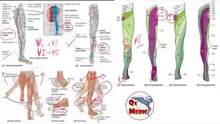 Qx traumatologia  ANATOMIA MMII [upl. by Anpas]