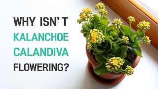 BEST TIPS  WHY ISN’T MY KALANCHOE CALANDIVA FLOWERING  PLANT CARE [upl. by Red]