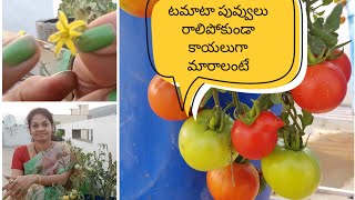 Grow lots of tomatoes using this tip tomatoes handpollination gardeningtips grow [upl. by Anialahs]