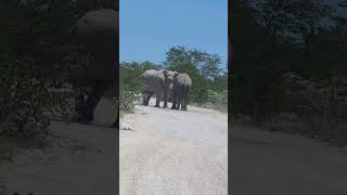 Etosha Februar 2024 [upl. by Adrianne75]