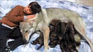 Chiots chiensloups tchécoslovaques 14 jours  Portée Heaven X Franck 2015 [upl. by Aurelea]