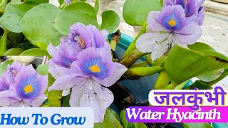 जलकुंभीWater Hyacinth  How To Grow and Care Jalkumbhi jalkumbhi waterhyacinth aquatic plants [upl. by Icnarf]