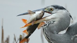 Gray Heron and Cormorant fish hunting  Graureiher und Kormoran am Fischen [upl. by Ahsekam]