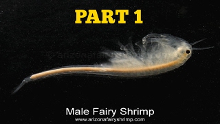 ⟹ FAIRY SHRIMP  WINTER FAIRY SHRIMP  LIFE FROM A VERNAL POOL [upl. by Sherj]