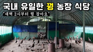 장끼만 2천마리 키우면서 운영하는 국내 유일한 꿩 식당  충주 수안보 대장군 [upl. by Ishmael]