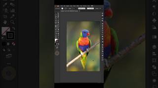 Low Poly Art Rainbow lorikeet in Illustrator  shorts graphicdesign lowpolyart rainbowlorikeet [upl. by Folly757]