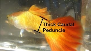 Selecting Guppy Breeders Desirable Traits for Breeding [upl. by Serena610]