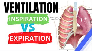 VENTILATION  INSPIRATION VS EXPIRATION  MECHANISM OF BREATHING [upl. by Eeznyl281]