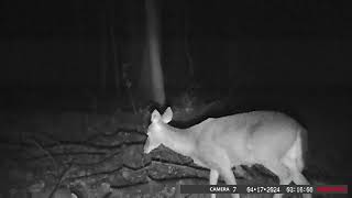 Trail Camera  7 Footage from 482024 to 4272024 [upl. by Ran]