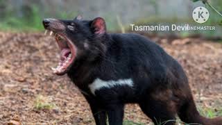 Tasmanian devil sounds animal [upl. by Urbannal]