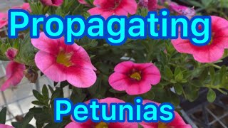 How to grow petunias from cuttings Plant propagation [upl. by Ekle]