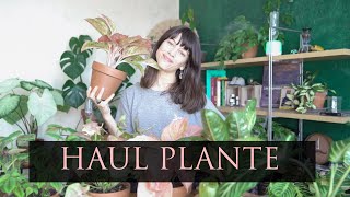 1 BIG HAUL PLANTE VERTE  MES NOUVELLES PLANTES [upl. by Ransell]