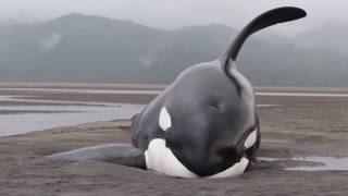 Killer Whales Beached While Hunting for Seals  Prince Rupert Adventure Tours [upl. by Beryl]