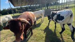 Longhorn Lesters is live at JL Ranch [upl. by Chico]