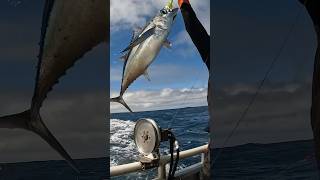 Albacore Tuna Fishing ROBBY’S HAT see video above yakventures tuna albacore [upl. by Ibbob709]