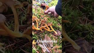 Chanterelles in Finland finland mushroom foraging fungi nature food autumn stressrelief [upl. by Molloy207]