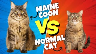 Maine Coon vs Normal Cat The SHOCKING Differences [upl. by Pasahow]