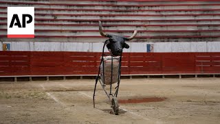 Colombia bans bullfighting as bullfighters vow to keep tradition alive [upl. by Emoraj]