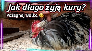 chicken 🐓🐤🐣 Ten kogut ma 9 lat  To jego ostatnie dni 😥 [upl. by Atalayah]