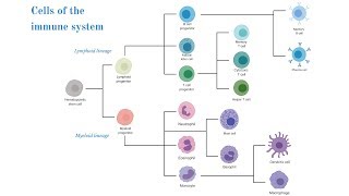 Cells of the Immune System Brittany Anderton [upl. by Ahtibbat]