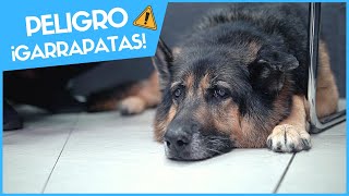 ¡PELIGRO GARRAPATAS ⚠️ Enfermedades que pueden transmitir a nuestros perros [upl. by Aerdnaid]