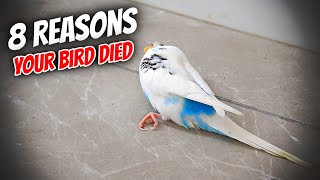 8 Common Reasons Your Bird Died [upl. by Neelyak797]