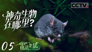 《神奇生物在哪里》05 雷达老鼠：尾巴长得像猪尾巴的老鼠 拥有超绝回声定位能力【CCTV纪录】 [upl. by Inalel]