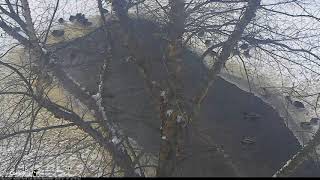 Ducks Take A Dip In Sapsucker Woods Pond Swimming Hole – Jan 19 2017 [upl. by Leopold]