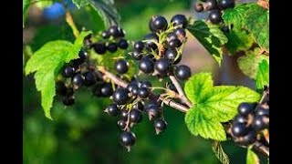 Black Currant Seed Oil  Benefits  Skin care  Tamil [upl. by Rombert]