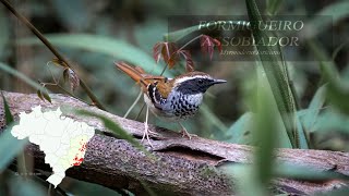 Formigueiro Assobiador Myrmoderus loricatus [upl. by Akelahs616]