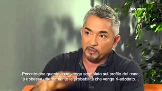 Cesar Millan  Il Capobranco sei Tu [upl. by Fritzsche125]