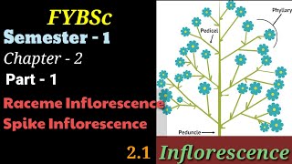 FYBSc  Ch2P1  Inflorescence  Introduction  Racemose  Cymose  Subtype Raceme  Explained [upl. by Charyl582]