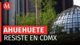 El ahuehuete de Reforma se vea más verde que nunca [upl. by Heid985]