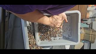 harvesting cocoons from my ENC bin jan 28 2024 [upl. by Crofton]