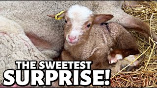 A surprise RED TRIPLET LAMB born over 8 HOURS LATER  Vlog 684 [upl. by Notlimah]