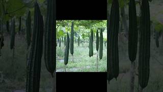 How to Plant amp Grow Luffa👏 gardening homesteading learn farmtotable luffa wow diy [upl. by Eerol56]