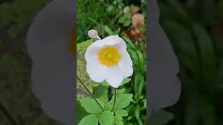 Meconopsis supermooie bloemen ♥️🌸🌹🙏 [upl. by Ruiz885]