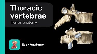 Thoracic vertebrae  Anatomy amp Function [upl. by Llehsar106]