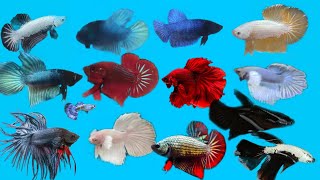 Más de 15 variedades de Bettas Guppy de diferentes razas y de muy buena calidad EnrriqueBettasRD [upl. by Walke]