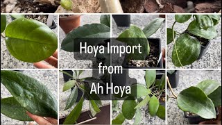 Hoya import from Ah Hoya  Hoya haul [upl. by Chalmers]