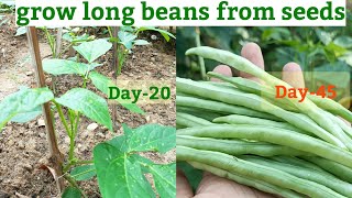 Grow long beans from seeds [upl. by Ralyks]