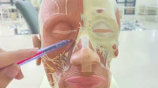 Face  model muscles  Anatomy MBBS [upl. by Lledrac]