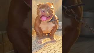 Power dog dog dogs bully americanbully strong power animals shorts mood [upl. by Ahsekam680]