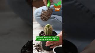 Cactus Care Tips [upl. by Nila139]