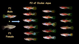 F2 oculus aqua Endler livebearer and Guppy hybrid [upl. by Rihaz841]