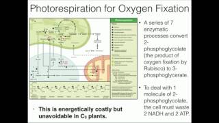 Rubisco in C3 Plants 2Phosphoglycolate and Photorespiration [upl. by Aleuqahs]