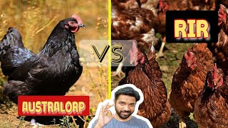 Australorp vs RIR Chicken Breed Review  How to Comparison [upl. by Ssepmet950]