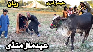 Eid Mal Mandi  Tuti Gull Ao Reyan New Funny Video 2024 by Tuti Gull Vines [upl. by Retxab250]