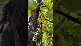 பேய் அத்தி பழம்ஆ🧐 Ficus hispida  Opposite Leaf Fig villagelife nature kids story [upl. by Anyal]