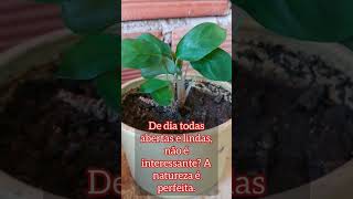 Muito interessante o que acontece com essa maranta shorts folhagens [upl. by Atsugua]